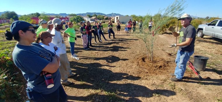 Phoenix Urban Heat Planning Activities: planting trees