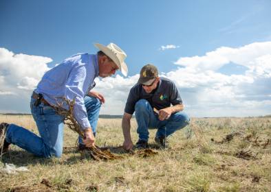 Rowdy Yeatts and a colleague search for dung beetles under a cow patty.