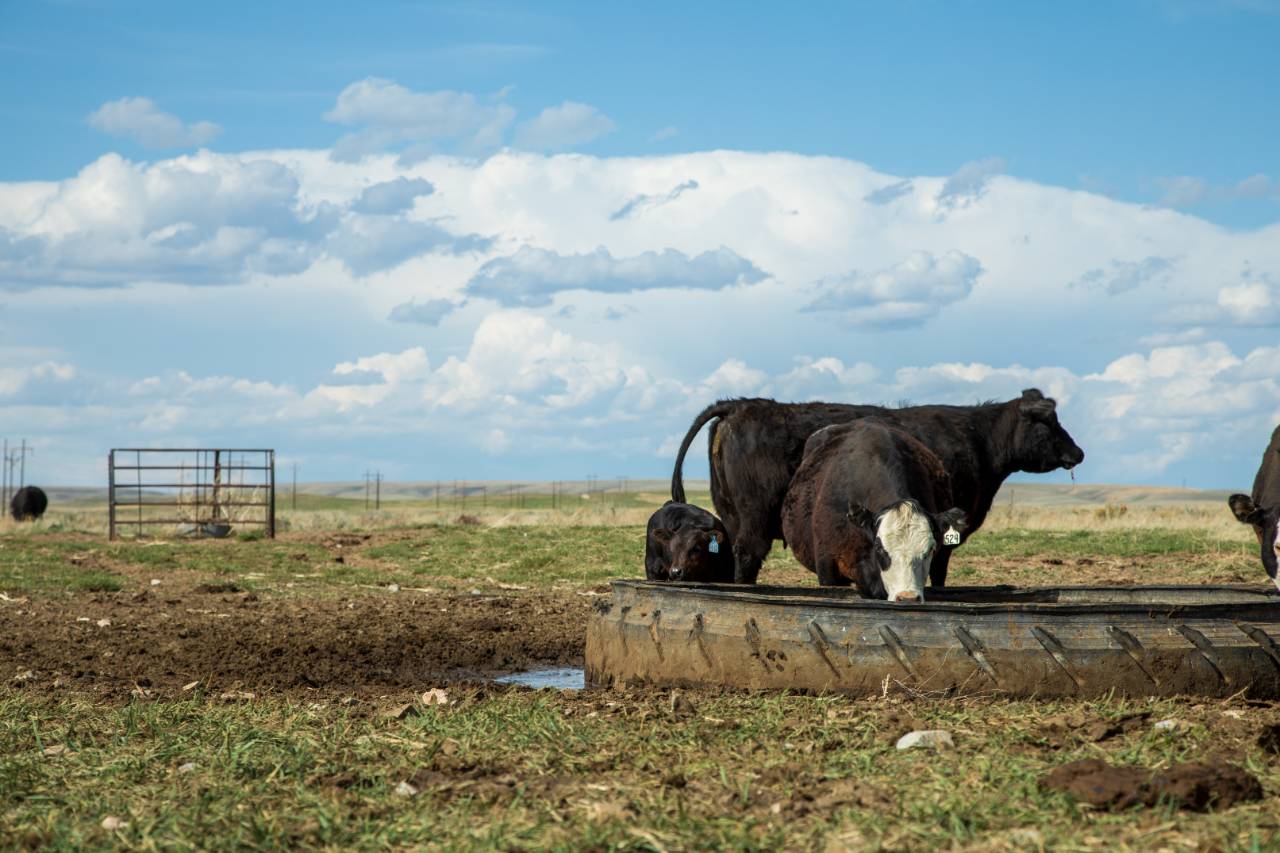 Cattle in Wyoming.