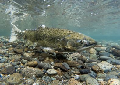 Close-up of a Chinook salmon during spawning