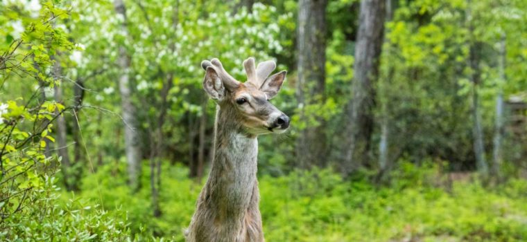 A white-tailed deer stands alert in the city of Whitefish, Montana. Credit: Impact Media Lab / AAAS