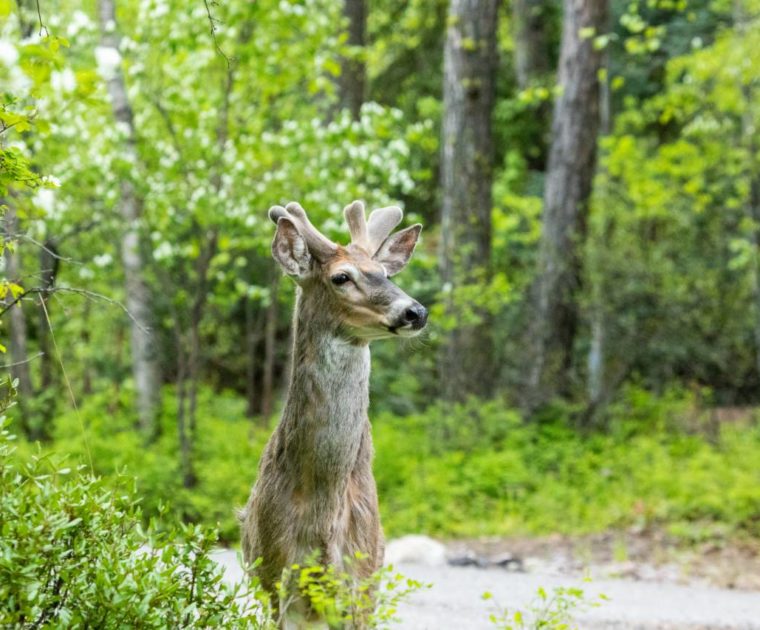 A white-tailed deer stands alert in the city of Whitefish, Montana. Credit: Impact Media Lab / AAAS