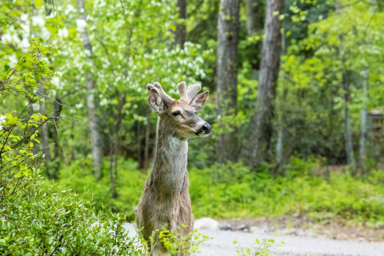 A white-tailed deer stands alert in the city of Whitefish, Montana. Credit: Impact Media Lab / AAAS